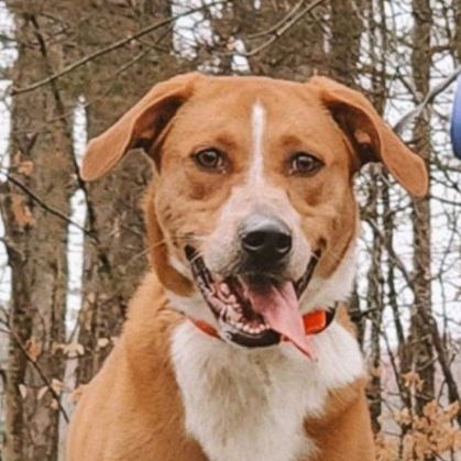 Liliana, a Adoptable Hound in Memphis, TN image 2/4