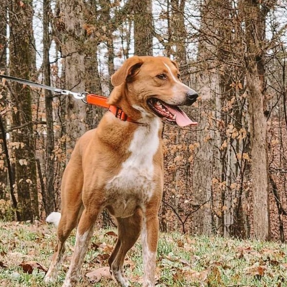 Liliana, a Adoptable Hound in Memphis, TN image 1/4