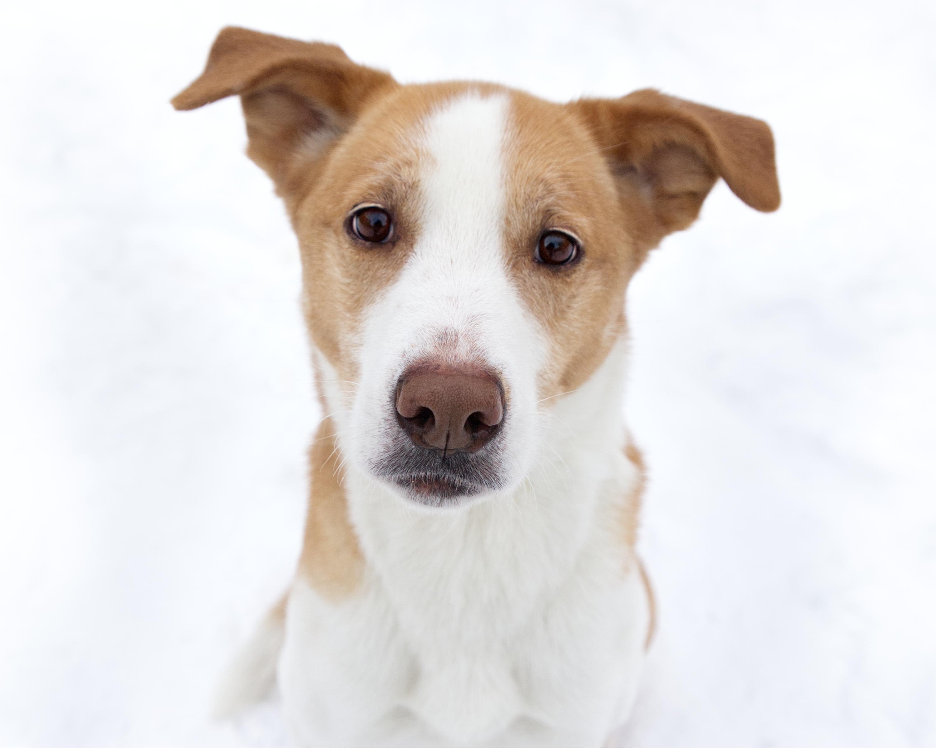 Winnie, adoptable, Adult Female Labrador Retriever & Border Collie.
