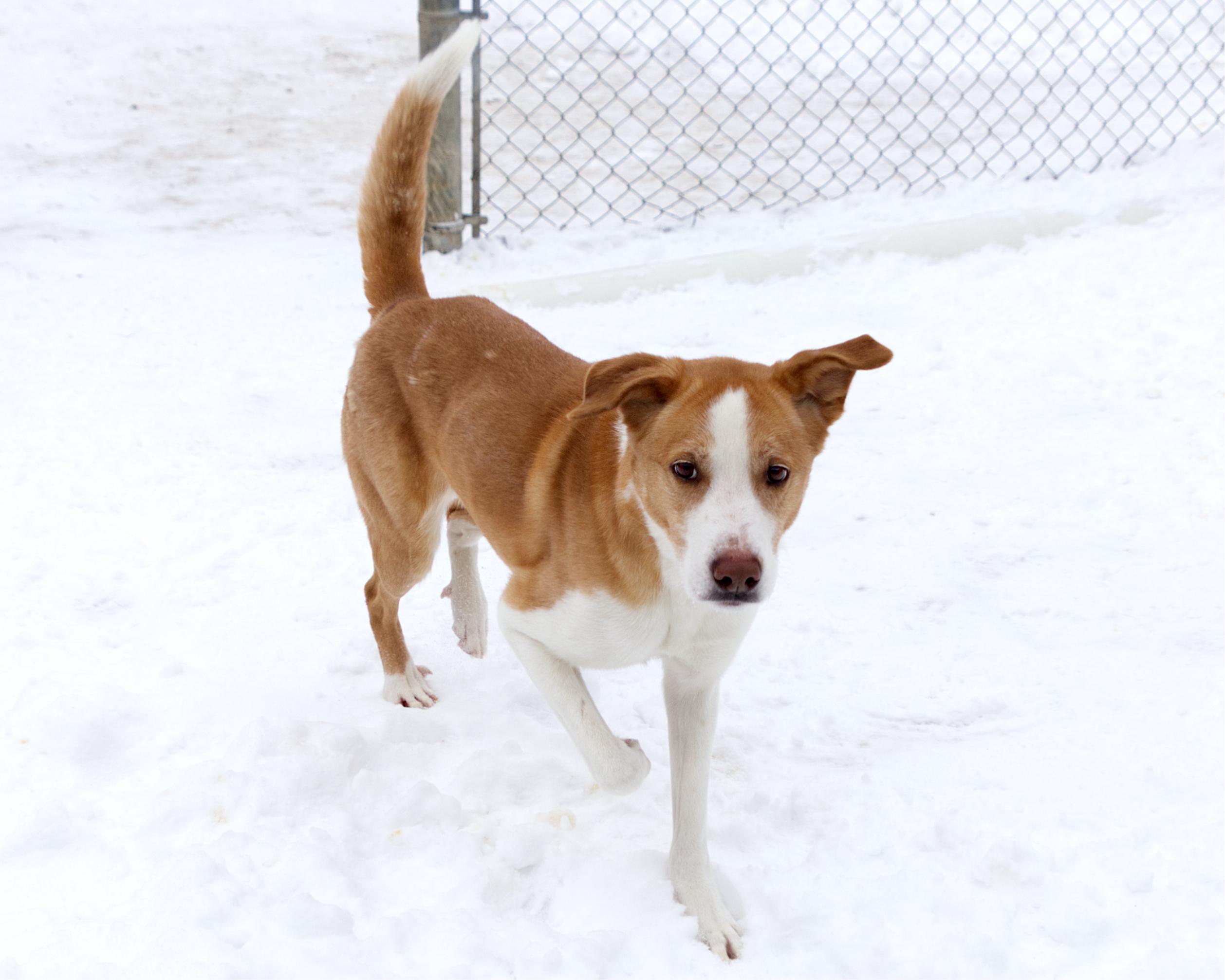 Enlarge Winnie, an adoptable mixed breed in Winnipeg, MB image 2/3