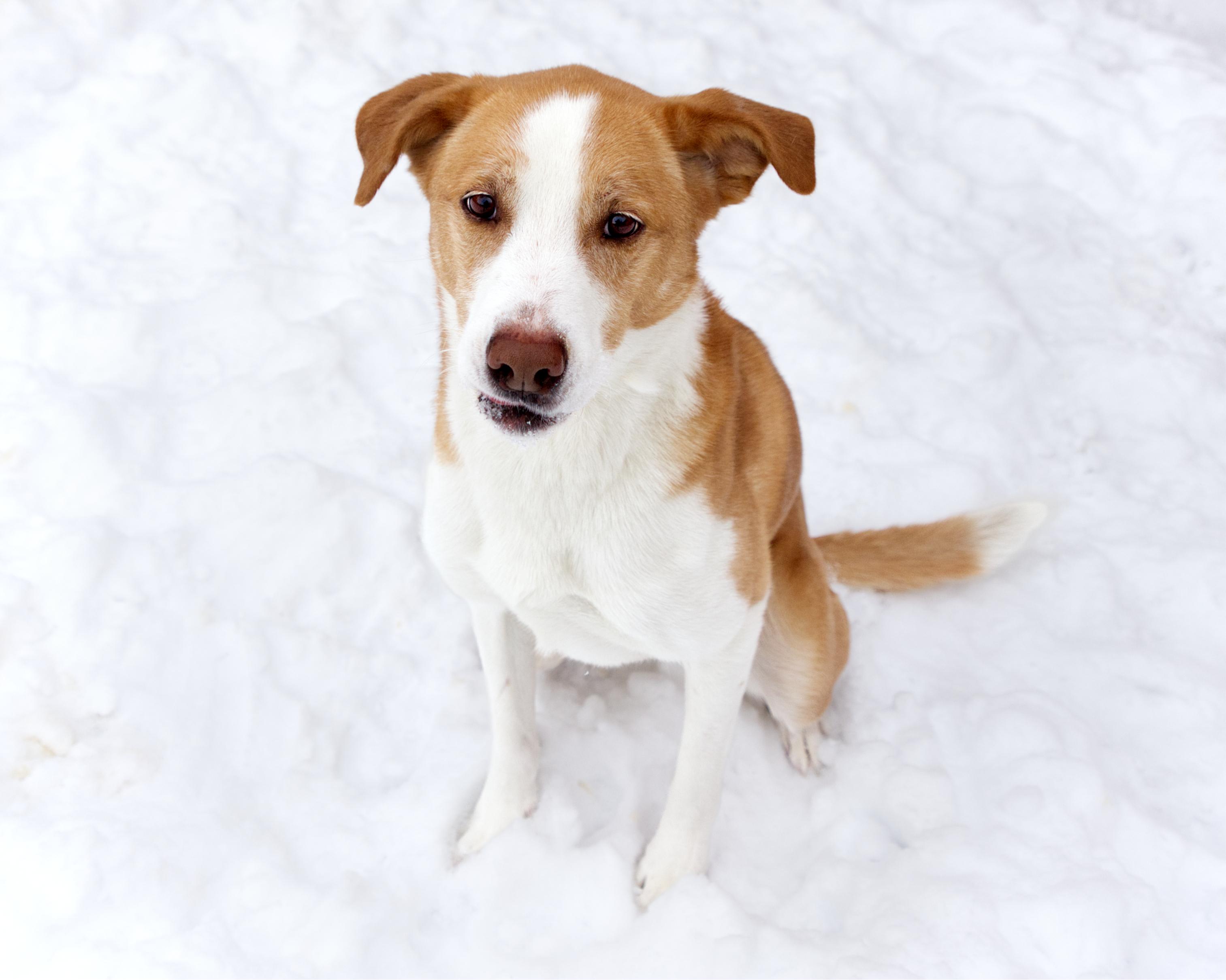 Enlarge Winnie, an adoptable mixed breed in Winnipeg, MB image 3/3