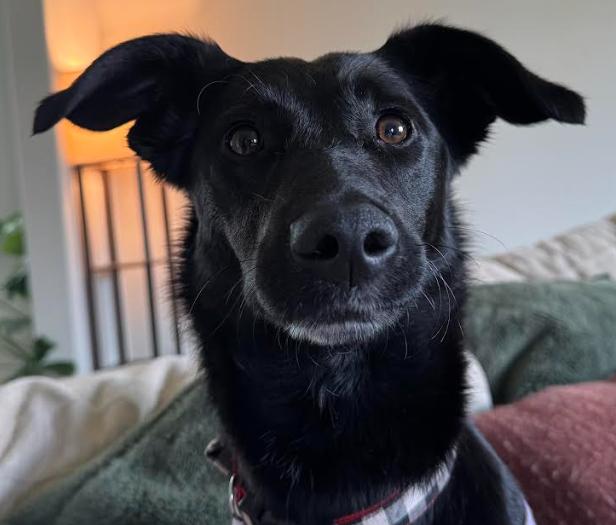 Enlarge Zara, an adopted mixed breed in Vancouver, WA image 2/3