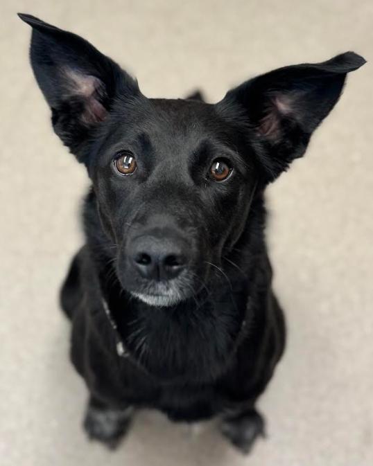 Zara, adopted, Young Female Border Collie & Whippet.