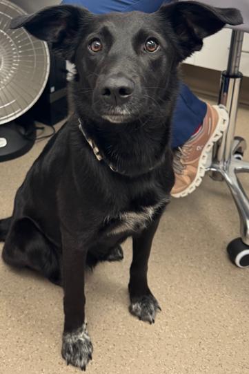 Enlarge Zara, an adopted mixed breed in Vancouver, WA image 3/3