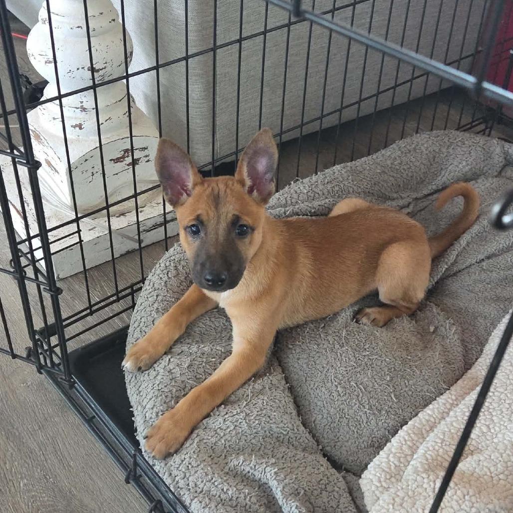 Bonnie (Chantelle Pup 6), Adoptable, Puppy Female Mixed Breed.