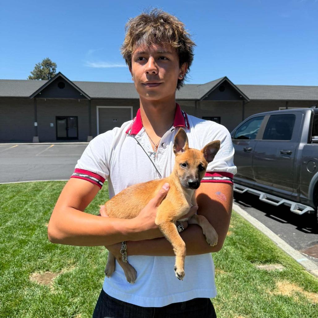 Bonnie (Chantelle Pup 6), a Adoptable Mixed Breed in Bend, OR image 2/6