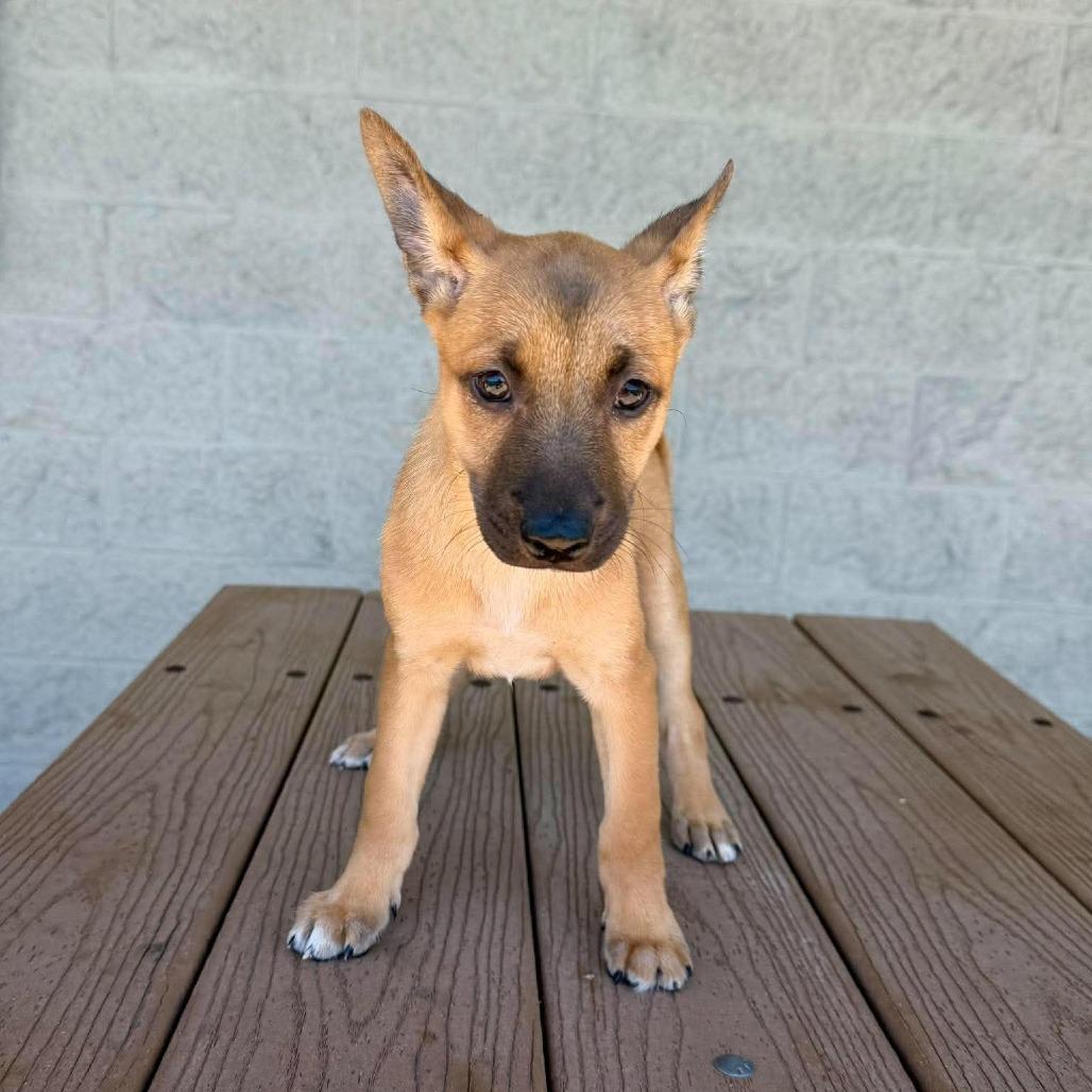 Bonnie (Chantelle Pup 6), a Adoptable Mixed Breed in Bend, OR image 3/6