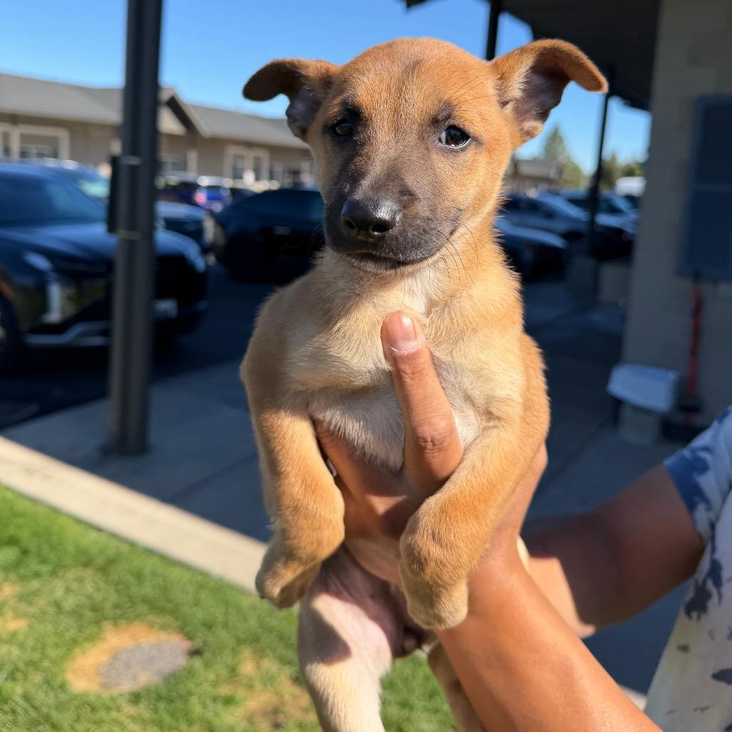 Bonnie (Chantelle Pup 6), a Adoptable Mixed Breed in Bend, OR image 4/6