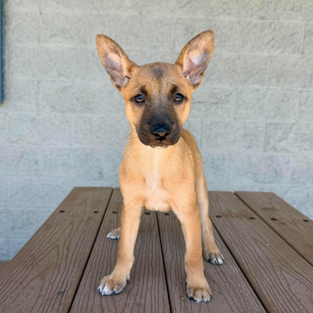 Bonnie (Chantelle Pup 6), a Adoptable Mixed Breed in Bend, OR image 5/6
