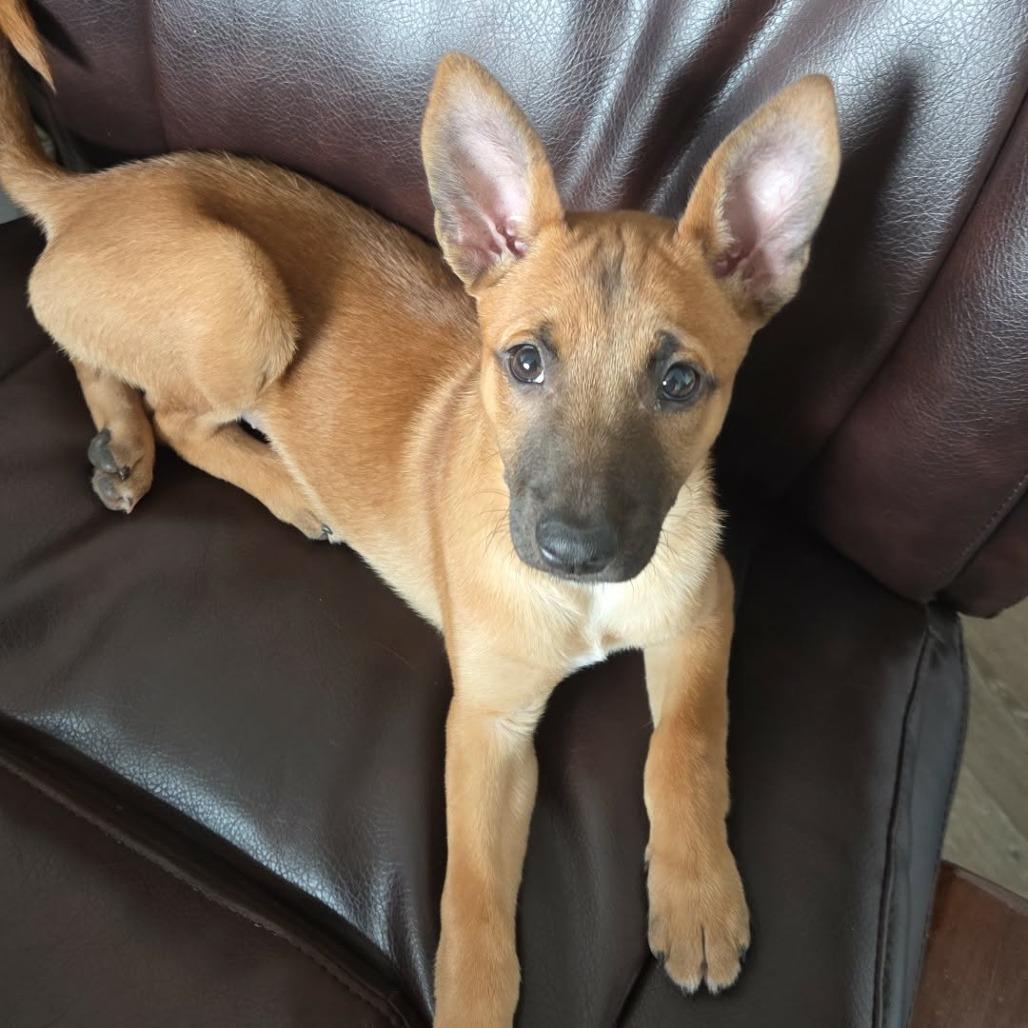 Bonnie (Chantelle Pup 6), a Adoptable Mixed Breed in Bend, OR image 6/6