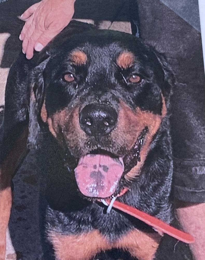 Enlarge Riot, a Adoptable Rottweiler in Fort Madison, IA image 1/1