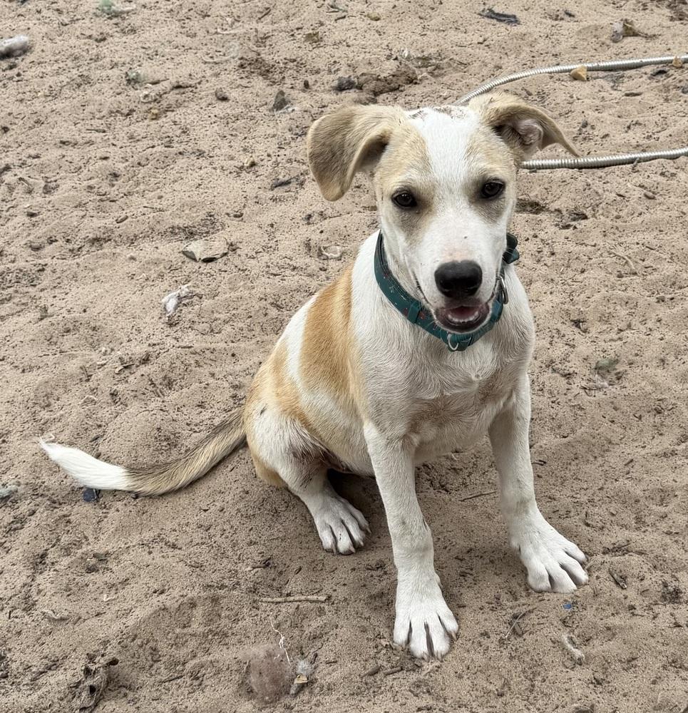 Brody, a Adoptable mixed breed in Seguin, TX image 1/3