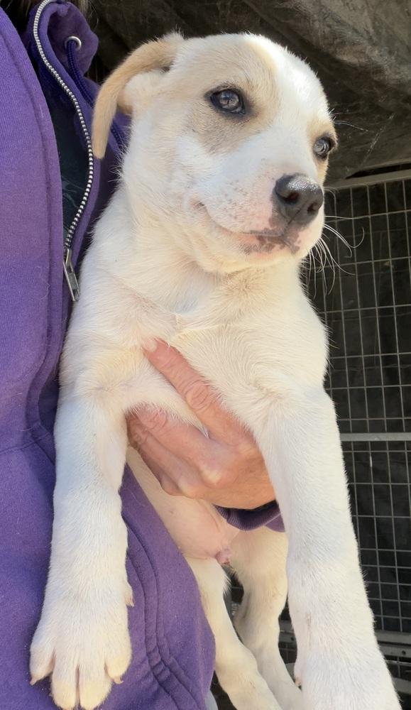 Enlarge Brody, a Adoptable mixed breed in Seguin, TX image 1/1