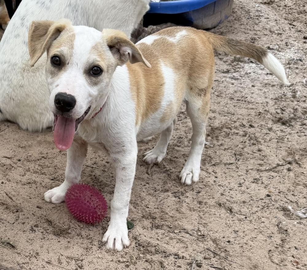 Brody, a Adoptable mixed breed in Seguin, TX image 3/3