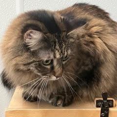 Nalalicious, an adopted Tortoiseshell in Green Valley, AZ image 4/4