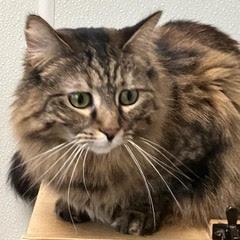 Nalalicious, an adopted Tortoiseshell in Green Valley, AZ image 2/4