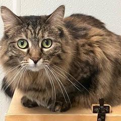 Nalalicious, an adopted Tortoiseshell in Green Valley, AZ image 1/4