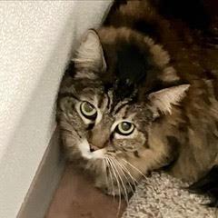 Nalalicious, an adopted Tortoiseshell in Green Valley, AZ image 3/4