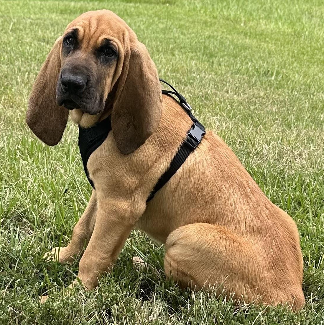 Copper, a Adopted Bloodhound in Port Saint Lucie, FL image 3/4