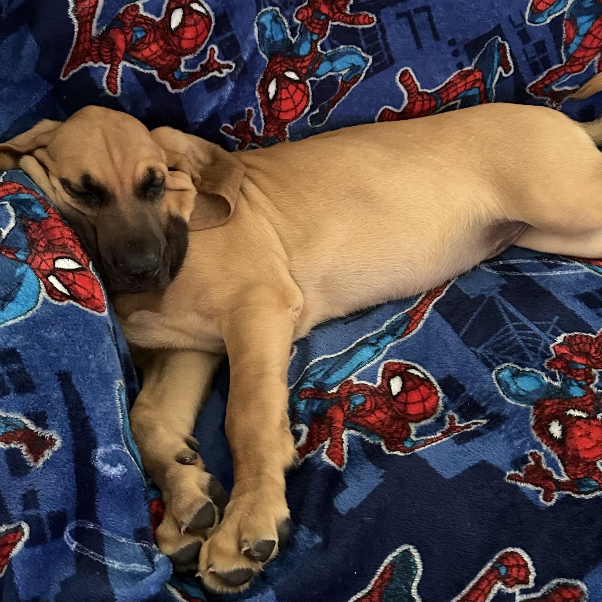 Copper, a Adopted Bloodhound in Port Saint Lucie, FL image 4/4