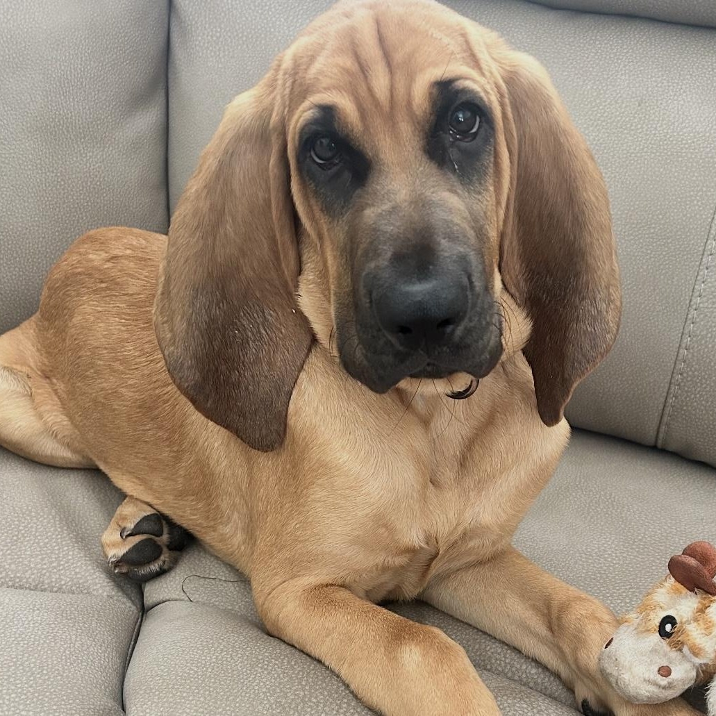 Copper, a Adopted Bloodhound in Port Saint Lucie, FL image 1/4