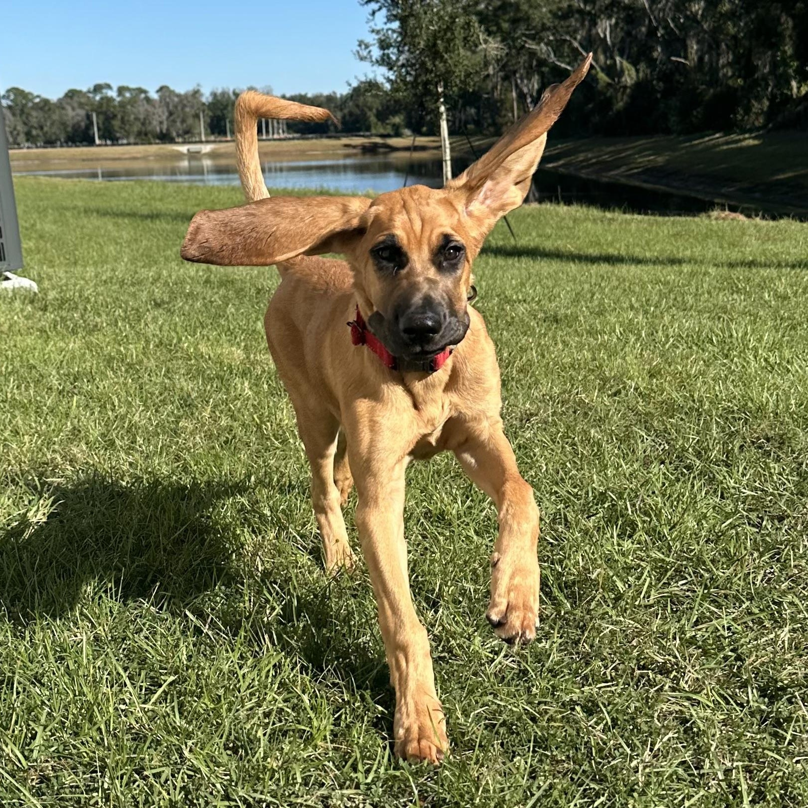 Copper, a Adopted Bloodhound in Port Saint Lucie, FL image 2/4