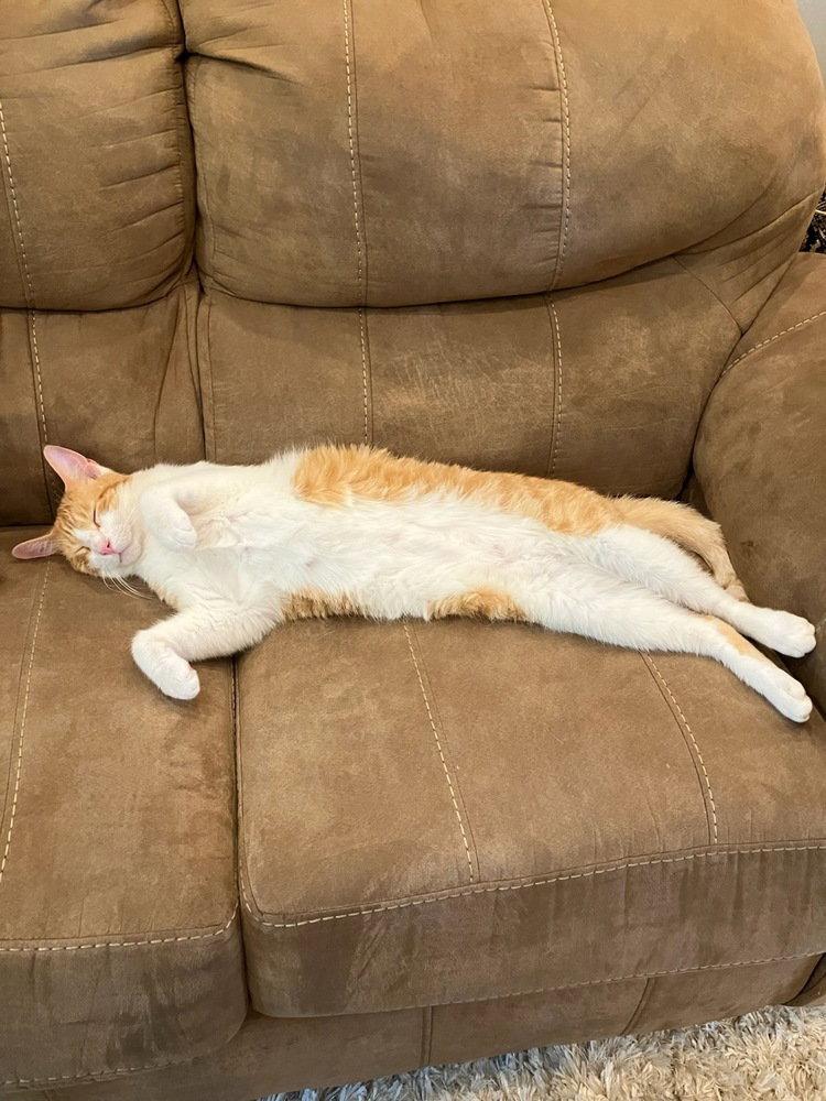 Peach, Adoptable, Young Male Domestic Short Hair.