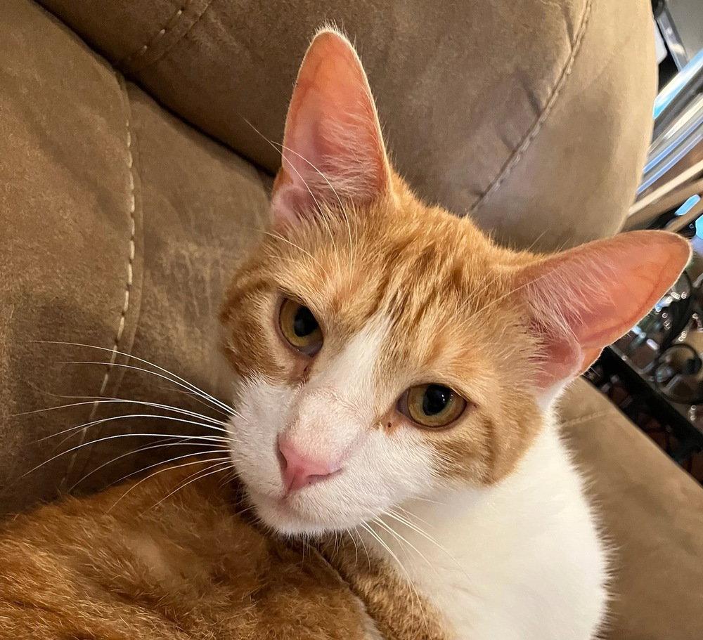Peach, a Adoptable Domestic Short Hair in O'Fallon, MO image 2/2
