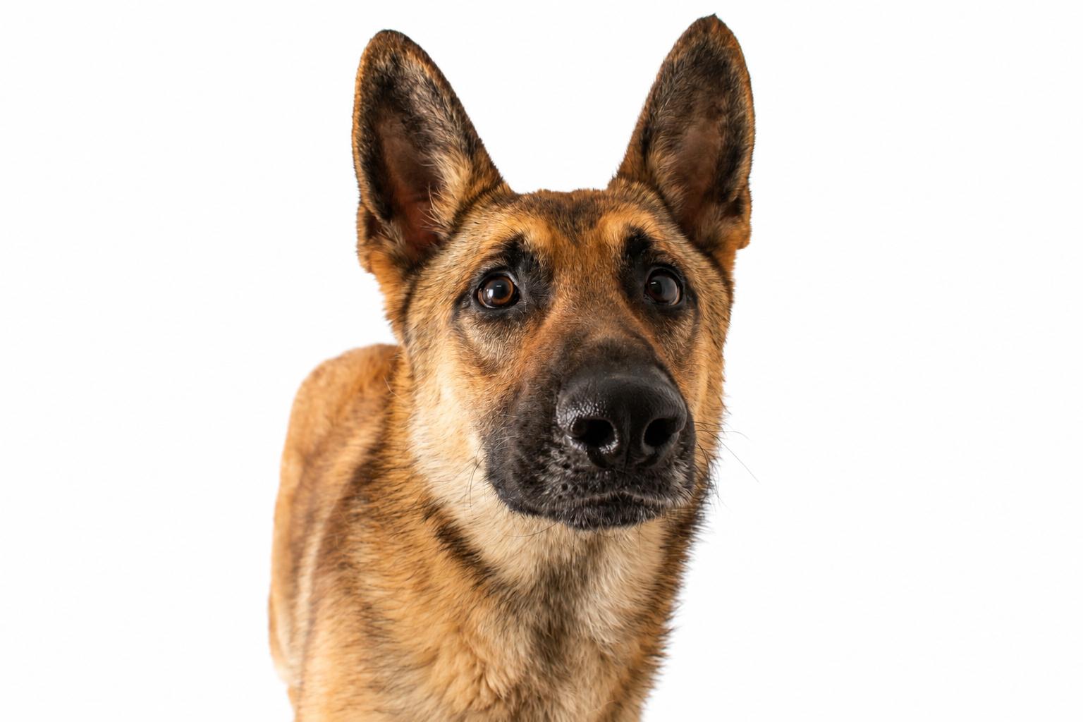 Fetch, a ADOPTABLE German Shepherd Dog in Plaquemine, LA image 2/3
