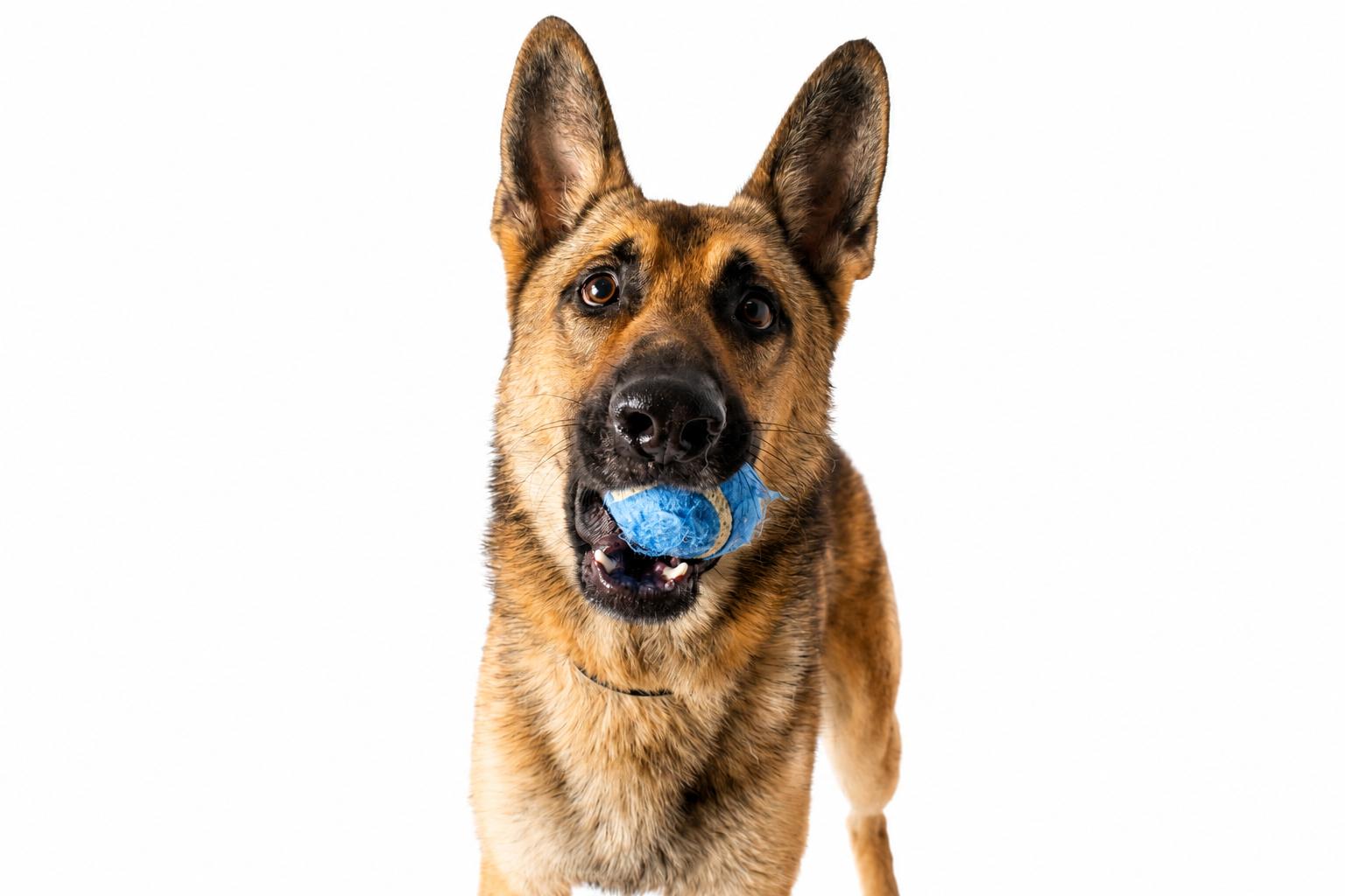 Fetch, a ADOPTABLE German Shepherd Dog in Plaquemine, LA image 1/3