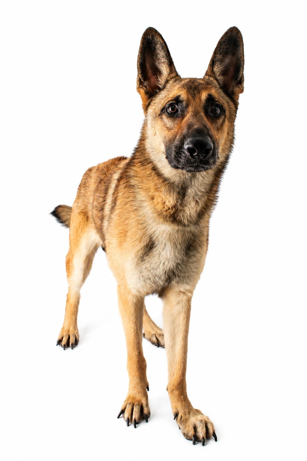 Fetch, a ADOPTABLE German Shepherd Dog in Plaquemine, LA image 3/3