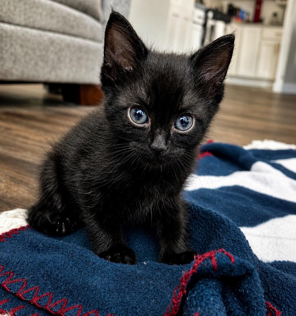 Junie B. Jones, Adoptable, Kitten Female Domestic Short Hair.