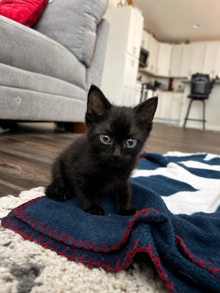 Enlarge Junie B. Jones, a Adoptable mixed breed in Labelle, FL image 2/3