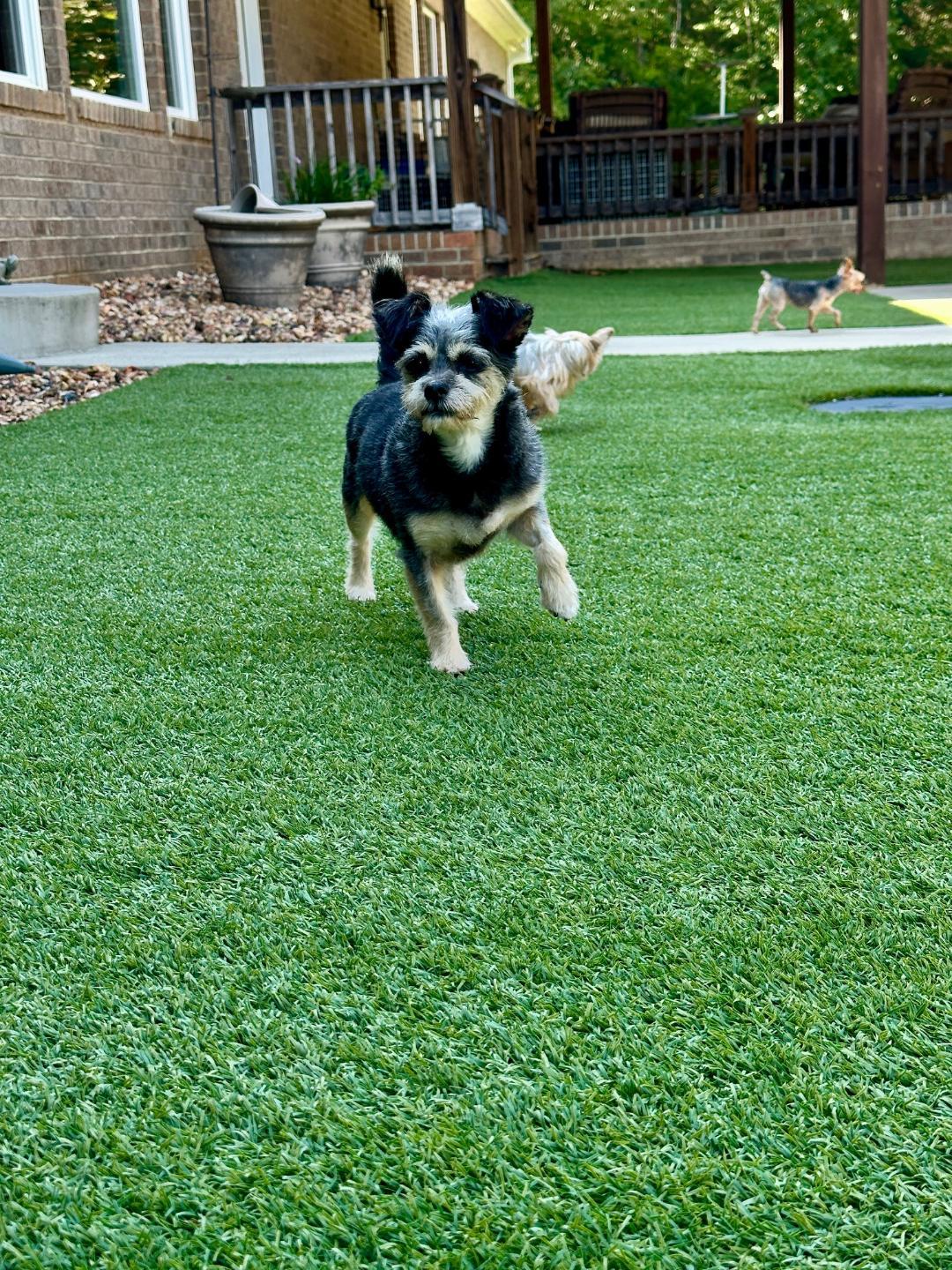 Daisy, Adopted, Adult Female Shih Tzu & Pekingese.