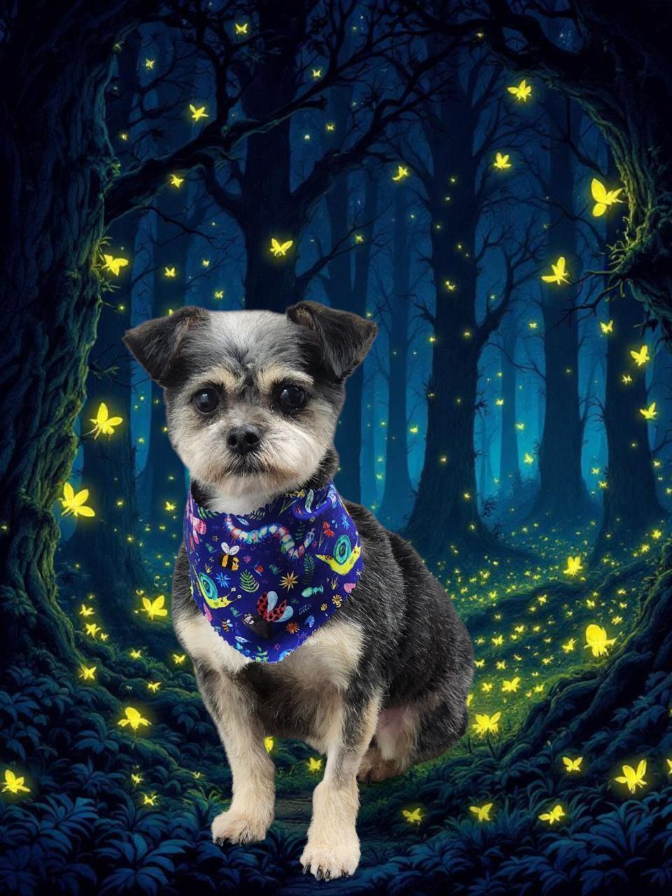 Enlarge Daisy, a Adopted mixed breed in Indian Trail, NC image 2/5