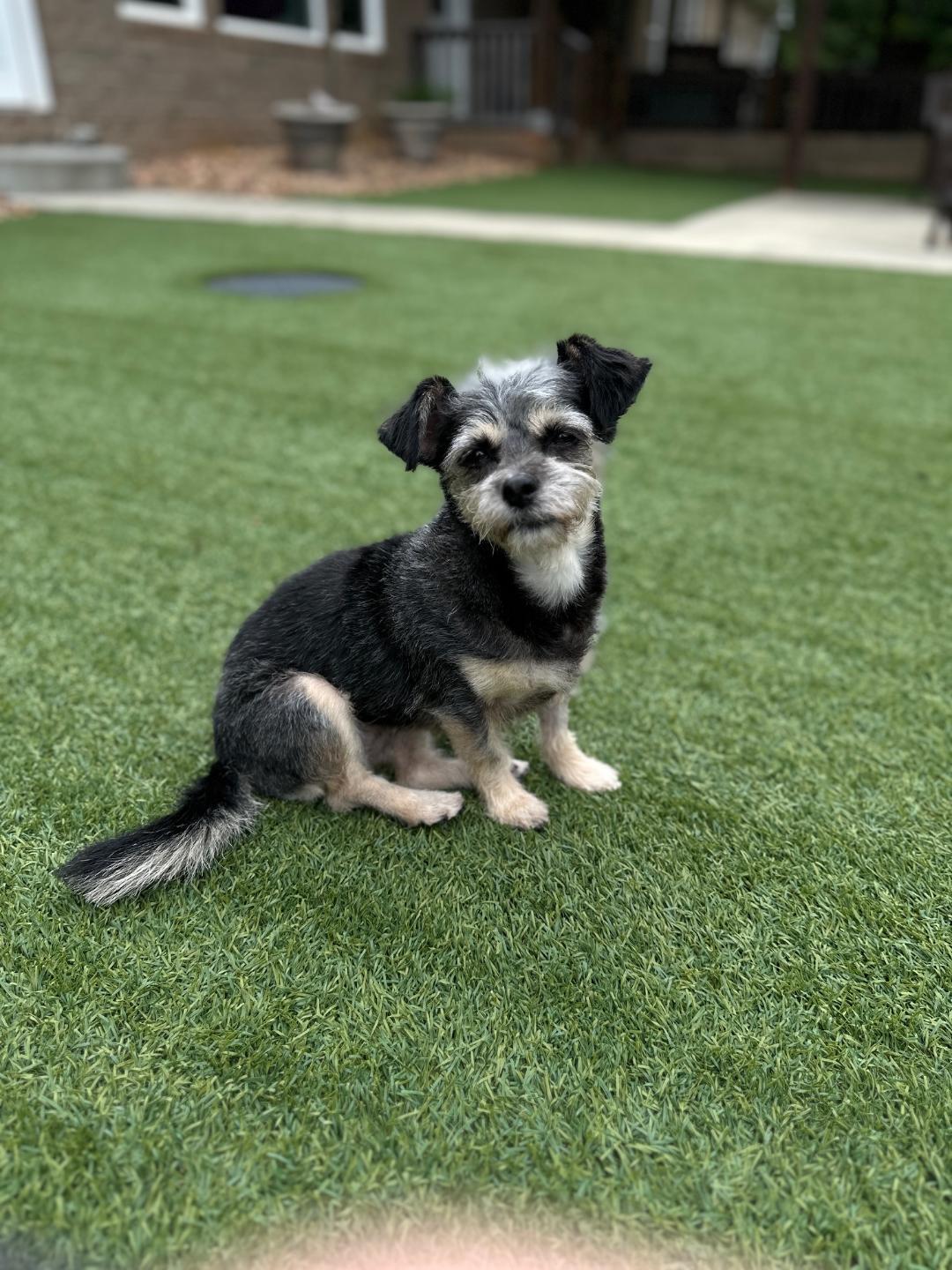Enlarge Daisy, a Adopted mixed breed in Indian Trail, NC image 3/5