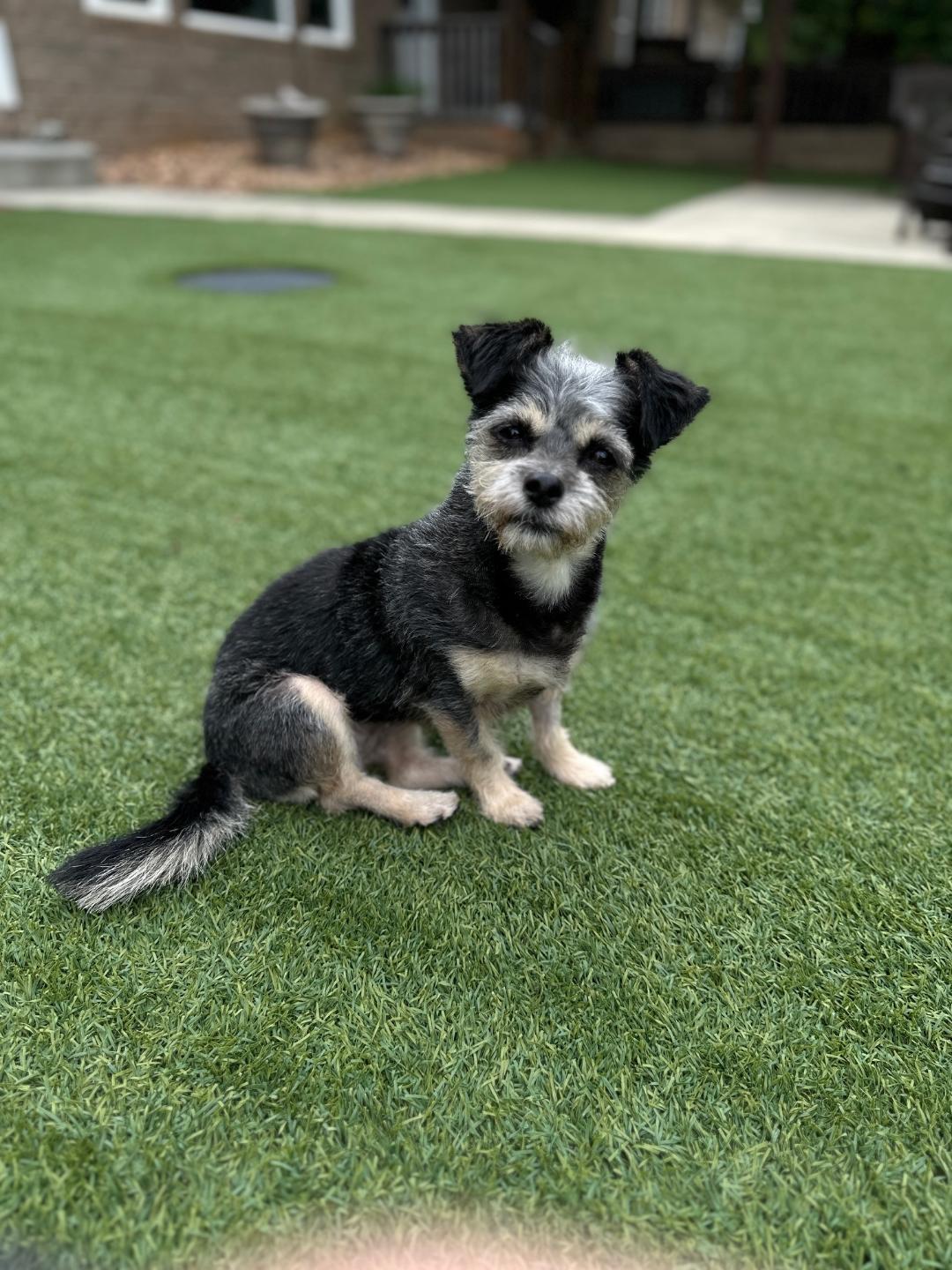 Enlarge Daisy, a Adopted mixed breed in Indian Trail, NC image 4/5