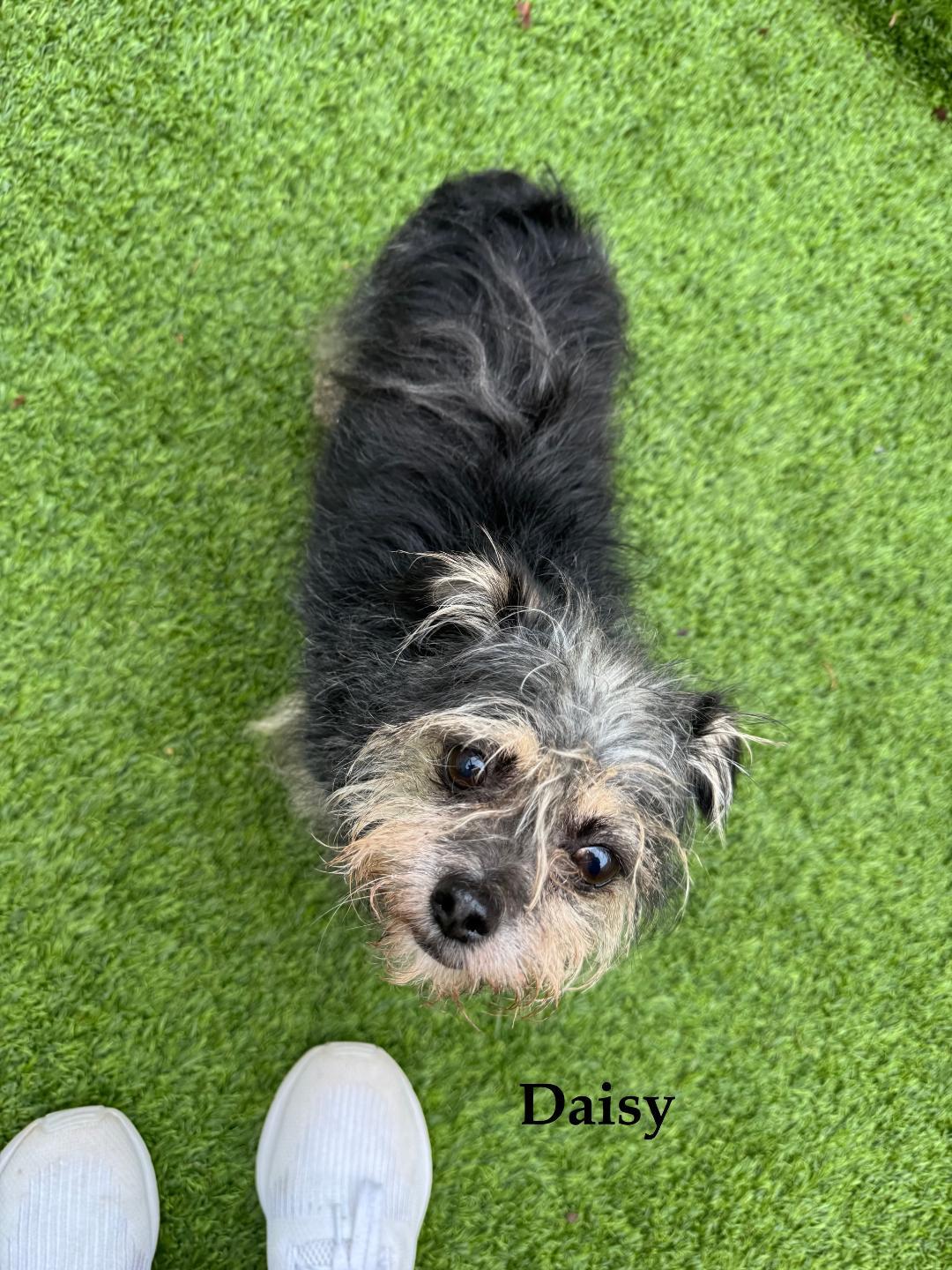 Enlarge Daisy, a Adopted mixed breed in Indian Trail, NC image 5/5