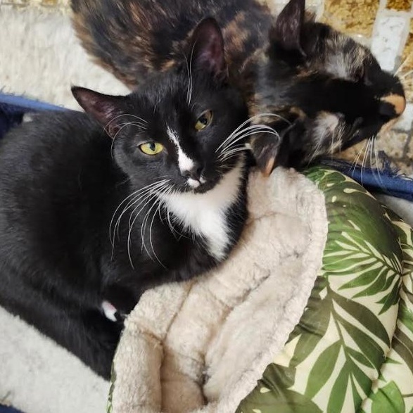 Enlarge Bootsie & Betty, a Adoptable Domestic Short Hair in Westville, NJ image 1/6