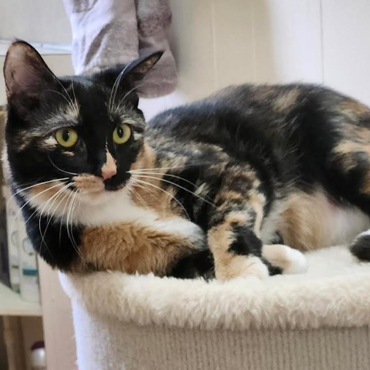 Enlarge Bootsie & Betty, a Adoptable Domestic Short Hair in Westville, NJ image 4/6
