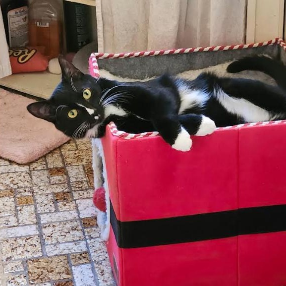 Enlarge Bootsie & Betty, a Adoptable Domestic Short Hair in Westville, NJ image 5/6