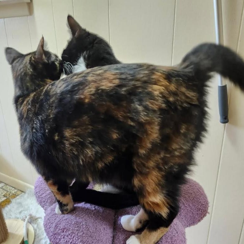 Enlarge Bootsie & Betty, a Adoptable Domestic Short Hair in Westville, NJ image 2/6