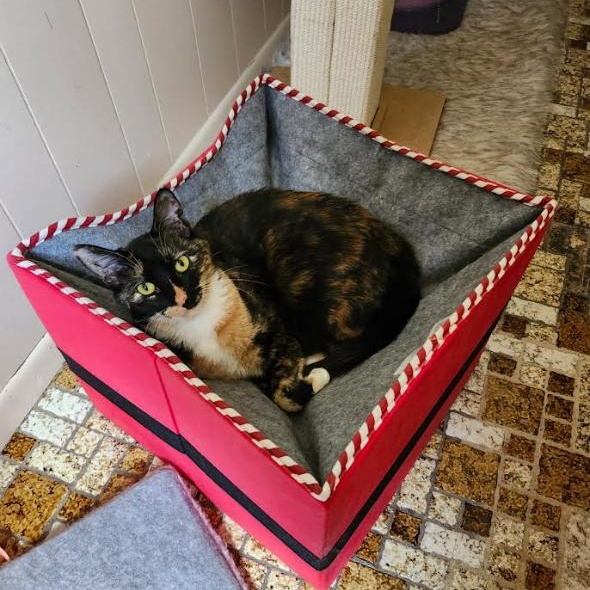 Enlarge Bootsie & Betty, a Adoptable Domestic Short Hair in Westville, NJ image 3/6