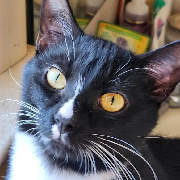 Enlarge Bootsie & Betty, a Adoptable Domestic Short Hair in Westville, NJ image 6/6