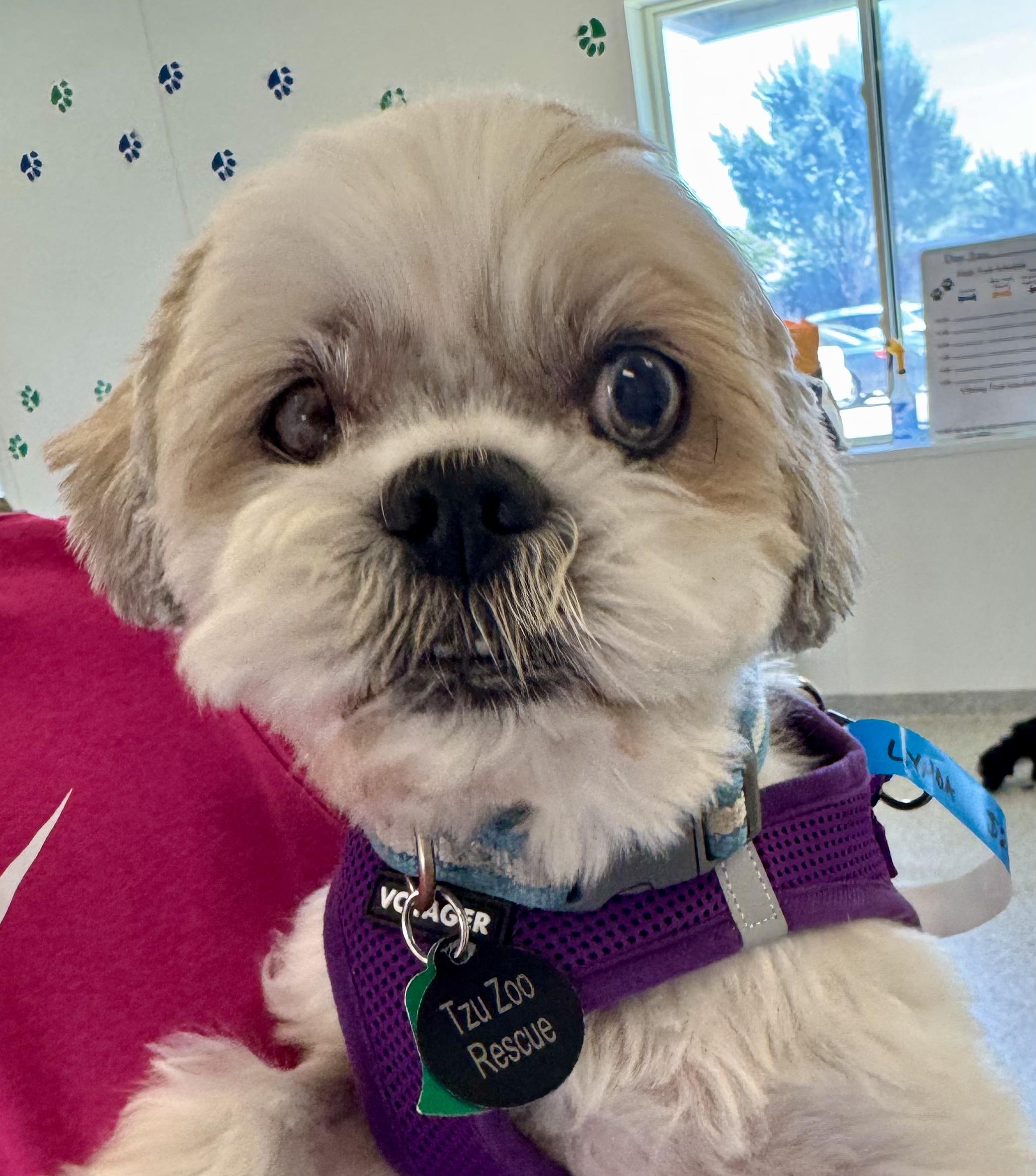 Enlarge Rafael Worth, a Adoptable Shih Tzu image 2/2