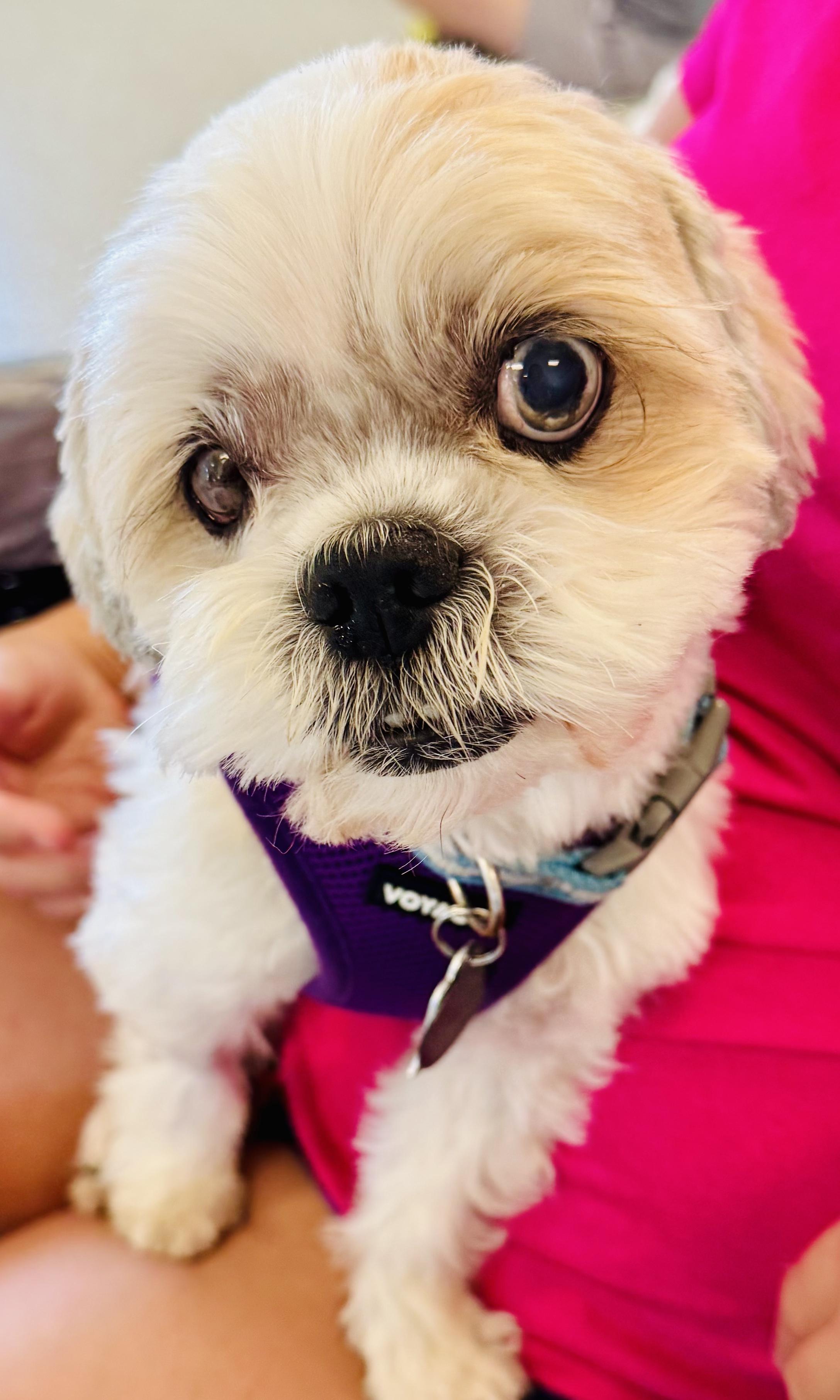 Enlarge Rafael Worth, a Adoptable Shih Tzu image 1/2