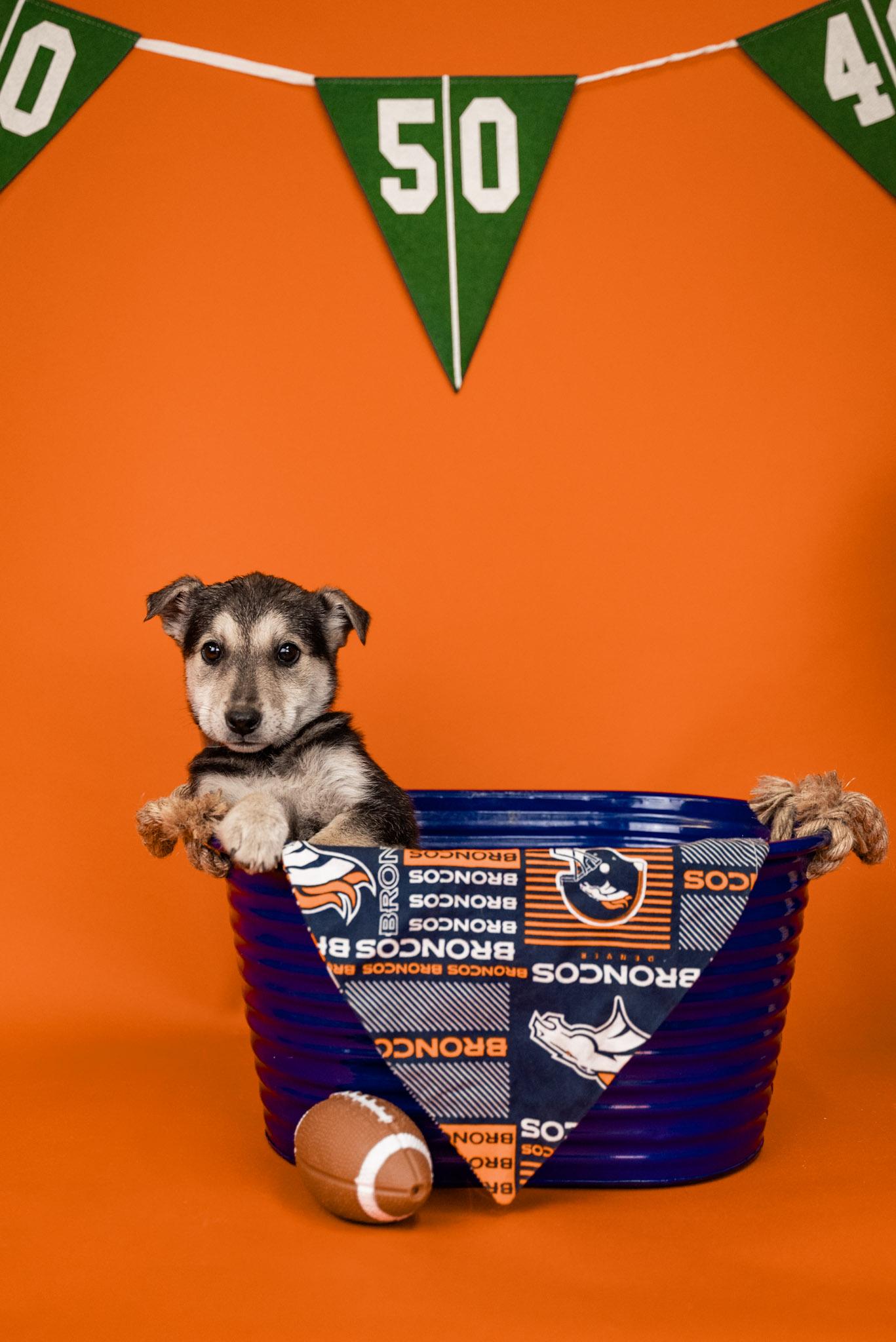 Enlarge 43-26, a ADOPTABLE mixed breed in Brighton, CO image 1/1