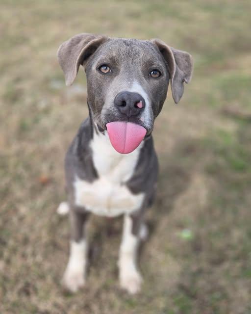 Enlarge Slater, a Adoptable mixed breed in Okemah, OK image 1/5