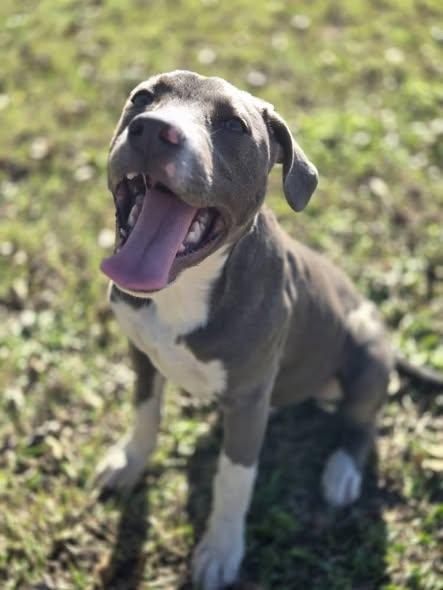 Enlarge Slater, a Adoptable mixed breed in Okemah, OK image 2/5