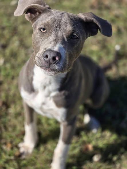 Enlarge Slater, a Adoptable mixed breed in Okemah, OK image 3/5